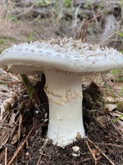 Amanita magniverrucata