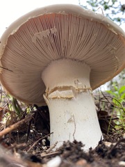 Amanita magniverrucata