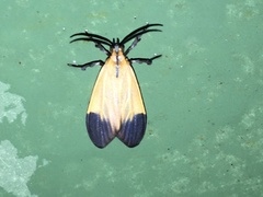 Lycomorphodes
