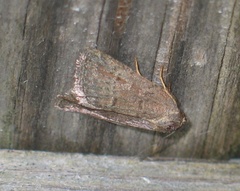 Acosmetia caliginosa
