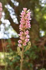 Francoa appendiculata
