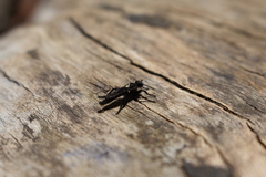 Pritchardia hirtipes