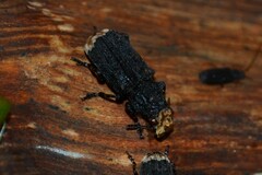 Platyrhinus resinosus