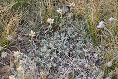 Antennaria microphylla