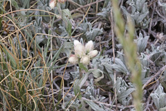 Antennaria microphylla