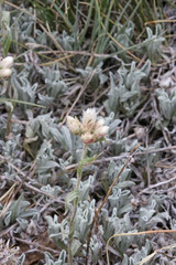 Antennaria microphylla