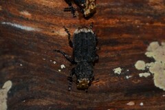 Platyrhinus resinosus
