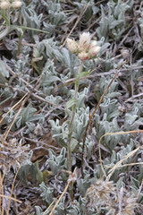 Antennaria microphylla
