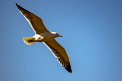 Larus michahellis michahellis