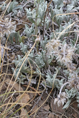 Antennaria microphylla