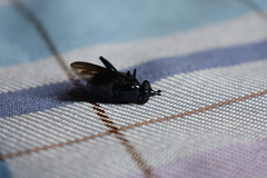 Stilbosoma cyaneum