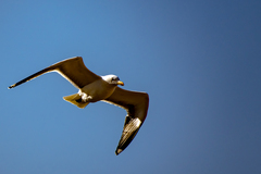 Larus michahellis michahellis