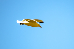 Larus michahellis michahellis