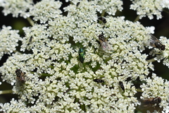 Bilyaxia