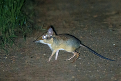 Petrodromus tetradactylus