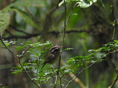 Basileuterus melanotis