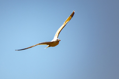 Larus michahellis michahellis