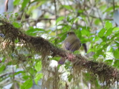 Rhynchocyclus brevirostris