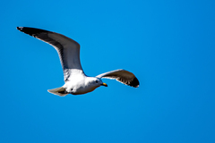 Larus michahellis michahellis
