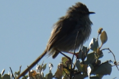 Prinia maculosa