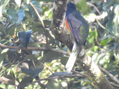 Trogon