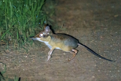 Petrodromus tetradactylus