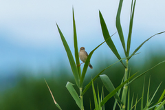 Cisticola
