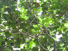 Bothriechis lateralis