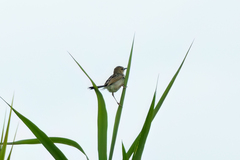 Cisticola galactotes
