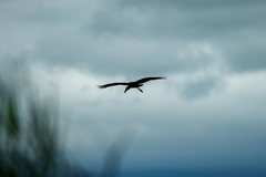 Anastomus lamelligerus