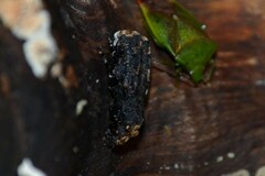 Platyrhinus resinosus