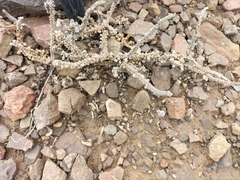 Crassula muscosa muscosa