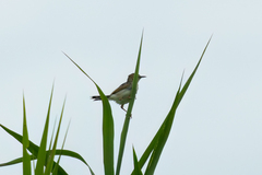 Cisticola galactotes