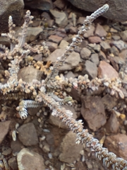 Crassula muscosa muscosa