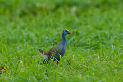 Porphyrio madagascariensis