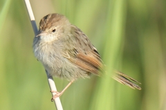 Cisticola subruficapilla