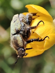 Hoplia bilineata