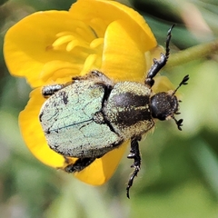 Hoplia bilineata