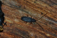 Uleiota planata