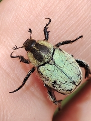Hoplia bilineata