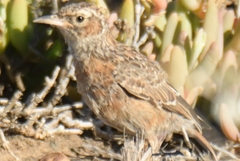 Chersomanes albofasciata