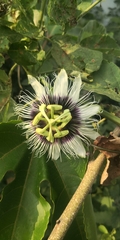 Passiflora edulis flavicarpa