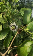 Passiflora edulis flavicarpa