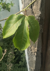 Passiflora edulis flavicarpa