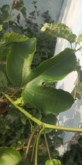 Passiflora edulis flavicarpa