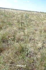 Dianthus leptopetalus