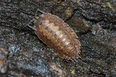 Porcellio monticola