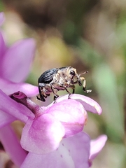 Mononychus punctumalbum