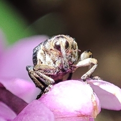 Mononychus punctumalbum