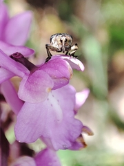 Mononychus punctumalbum